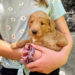 "Yellow (male)" Goldendoodle Puppies from Goshen Doodles