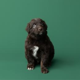 Java - Red tri-color male Australian Shepherd puppy in Kathleen, Georgia from CM Farm