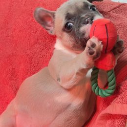 French Bulldog Puppies from Furchildbreeds