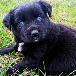 Charlotte - Black female Miniature Australian Shepherd puppy in Smithville, Arkansas from Cooper Creek Aussies