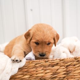 Golden Retriever, Miniature American Shepherd, and Siberian Husky Puppies from HuskiesAndGoldensWithFinesse