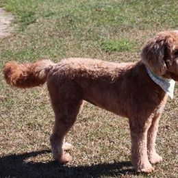 Bernedoodle and Goldendoodle All Grown Up from Vineyard Doodles