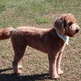 Bernedoodle and Goldendoodle All Grown Up from Vineyard Doodles