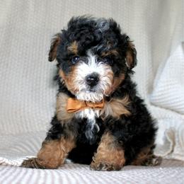 Rio - Tri-color male Bernedoodle puppy in Apple Creek, Ohio from Cuddle Paws