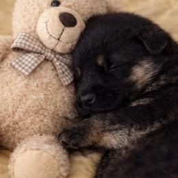 G-2 - Black and tan female German Shepherd puppy in Yuba City, California from Barton’s German Shepherds