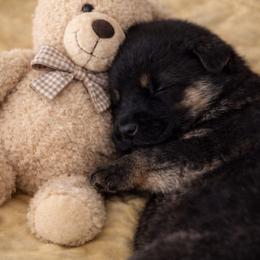 G-2 - Black and tan female German Shepherd puppy in Yuba City, California from Barton’s German Shepherds