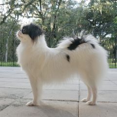 FANTA - Japanese Chin