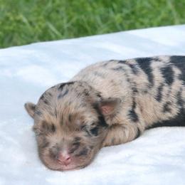 Mosaic - Blue merle female Australian Shepherd puppy in Macon, Georgia from Shaina’s Shepherds