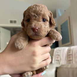 Fauna - Apricot female Goldendoodle puppy in Brooksville, Florida from Abby’s Standard Goldendoodles