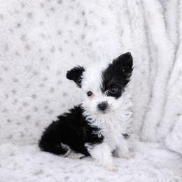 Maeve - female Aussiedoodle puppy in Louisville, Mississippi from Kristy’s Kennels