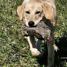 Layla - Labrador Retriever