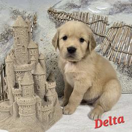 Delta - Light golden female Golden Retriever puppy in Marietta, Oklahoma from Dogs of Diamond B