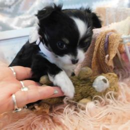 Chihuahua Puppies from Fine Whines & Lickers