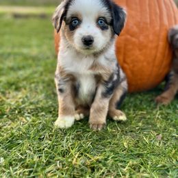 MnM - Blue merle male Miniature Australian Shepherd puppy in Lincoln, California from Country Dreams Mini Aussies