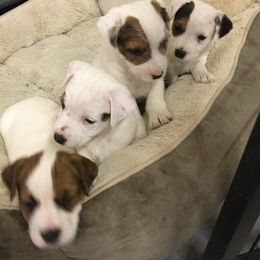 Jack Russell Terrier Puppies from Huckle Hill Jack Russell Terriers