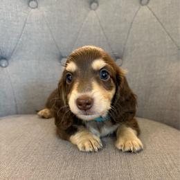 Nelson - Chocolate and cream male Dachshund puppy in Fort Gibson, Oklahoma from Cooper’s Dachshunds