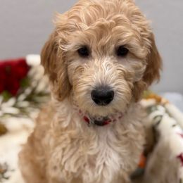 BAXTER - Apricot male Goldendoodle puppy in Maricopa, Arizona from AZ Designer Goldendoodles