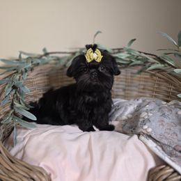 Bella AKC Exceptional Pedigree - Brindle female Shih Tzu puppy in Kings Mountain, North Carolina from Britany's Shih Tzus