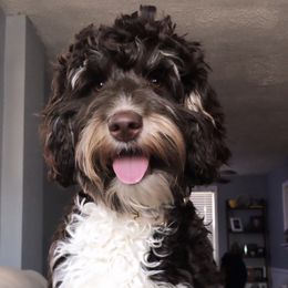 London - Australian Labradoodle