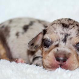 Fable - Black and cream male Dachshund puppy in Bellville, Ohio from JK Mini Doxies