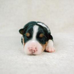 Chesapeake(Chessie) - Black tri-color female Australian Shepherd puppy in Aberdeen, North Carolina from Huckleberry Hill Aussies LLC.