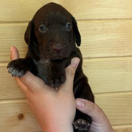 Yellow - Liver female German Shorthaired Pointer puppy in Roodhouse, Illinois from Hurricane Creek Gun Dogs