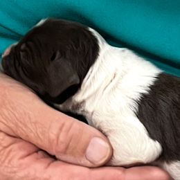 Annabelle boy 3 - Liver and white male Brittany puppy in Floyd Knobs, Indiana from Cross Creek Brittanys