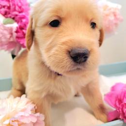 Rose Gold Collar - Golden female Golden Retriever puppy in Sandy, Utah from Golden Meadows of Utah