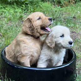 Golden Retrievers from Anna's Golden Retrievers