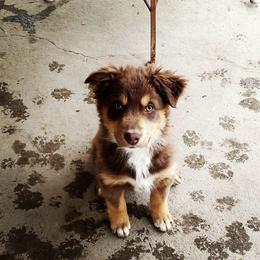 Australian Shepherd Puppies from AussieLand Shepherds