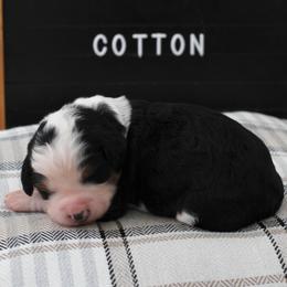 Girl 8 - female Bernedoodle puppy in Lancaster, Pennsylvania from Homestead Bernedoodles