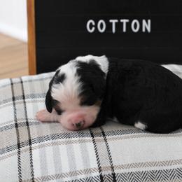 Girl 8 - female Bernedoodle puppy in Lancaster, Pennsylvania from Homestead Bernedoodles