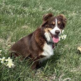 Halley - Australian Shepherd