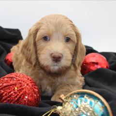 Everest - Gold male Australian Cobberdog puppy in Bellingham, Minnesota from Whispering Prairie Australian Cobberdog