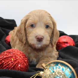 Everest - Gold male Australian Cobberdog puppy in Bellingham, Minnesota from Whispering Prairie Australian Cobberdog