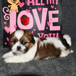 Shih Tzu puppies from Highline Puppies