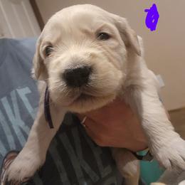 Purple - Golden female Golden Retriever puppy in Lucasville, Ohio from Halo Kennels