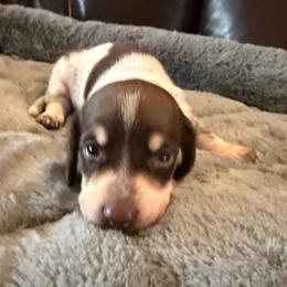 Buzz - Piebald male Dachshund puppy in Rancho Cucamonga, California from Empire's Dachshunds