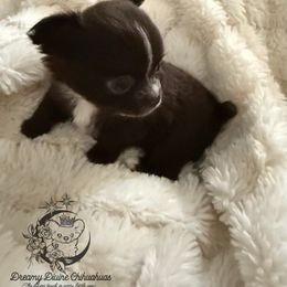Chihuahua Puppies from Dreamy Divine Chihuahuas