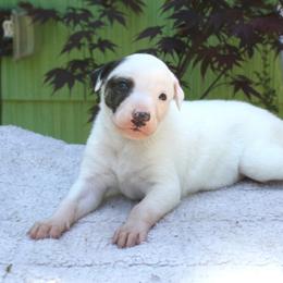 Greyhound Puppies from Stout-Hearted Hounds