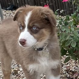 Girl 1 - Red Australian Shepherd puppy in Blum, Texas from 4P Poteet Farms