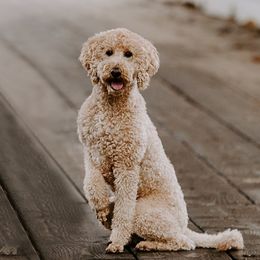 Lula - Goldendoodle