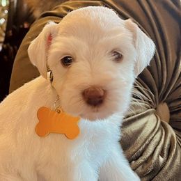 Miniature Schnauzers from Bell Beards & Brows Min Schnauzers