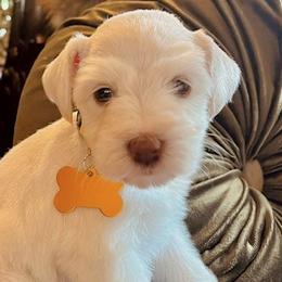 Miniature Schnauzers from Bell Beards & Brows Min Schnauzers