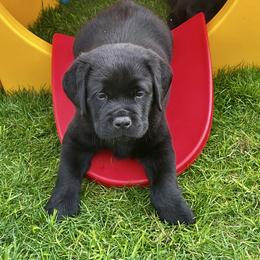 Orange collar boy - Black male Labrador Retriever puppy in Desert Hot Springs, California from Outlaws Labradors