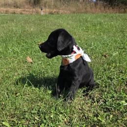 Mishka - Black female Giant Schnauzer puppy in Fraziers Bottom, West Virginia from Loyal Hearts Farm / RK's Dobermans
