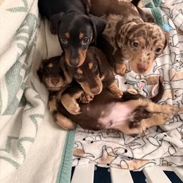 Dachshund Puppies from Silver Sage Dachshunds