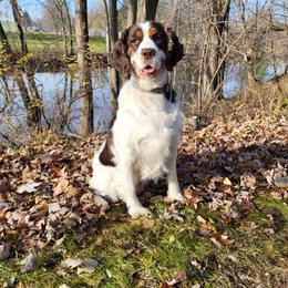 Mali - English Springer Spaniel