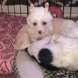 Chinese Crested Puppies from Ciao Bella Chinese Cresteds