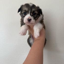 Eevee - White and red female Pembroke Welsh Corgi puppy in Red Bluff, California from Wilder Ranch Corgis
